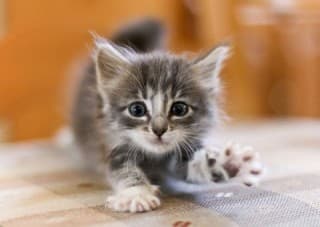 Удобная кормушка для кота своими руками