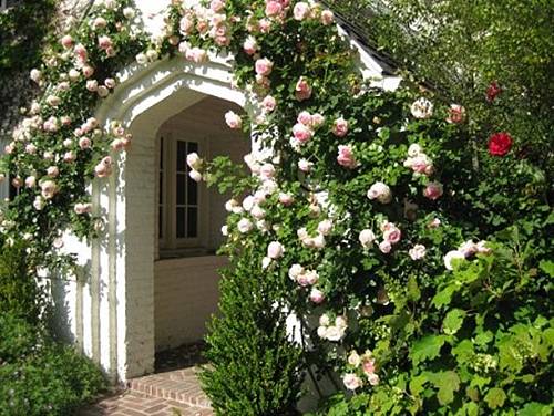 b2ap3_thumbnail_rose31_20150311-104620_1.jpg