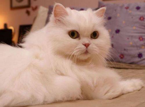 b2ap3_thumbnail_Beautiful-Persian-Cat.jpg